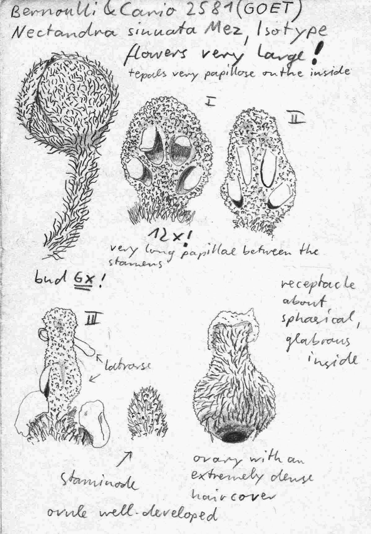 Vorschaubild Nectandra sinuata Mez